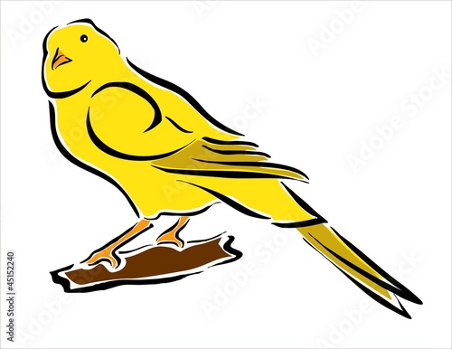 canario