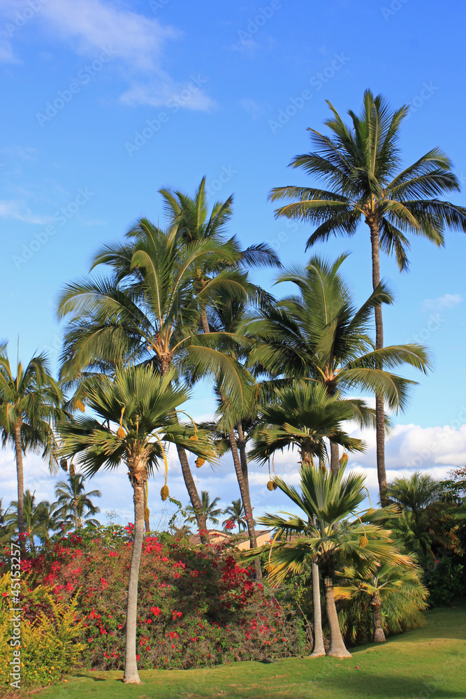 Hawaii: Palmen in einem tropischen Garten auf Maui Hawaii: Palmen in einem tropischen Garten auf Maui