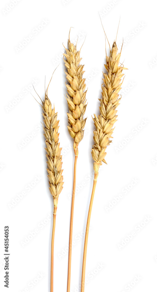 Grain ears isolated over white background Grain ears isolated over white background