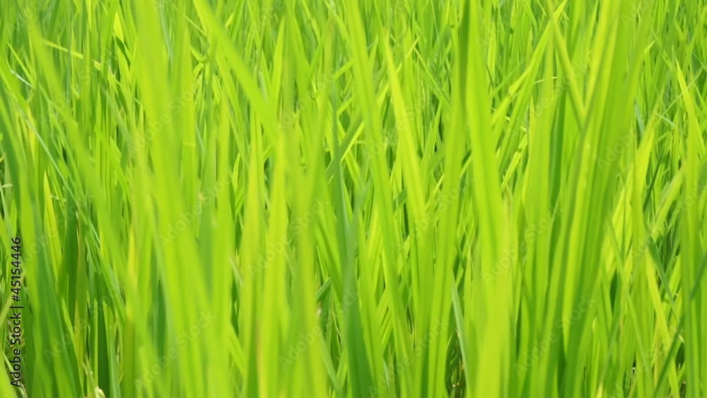 Green Rice Farm and Moving Leaves in Thailand Green Rice Farm and Moving Leaves in Thailand