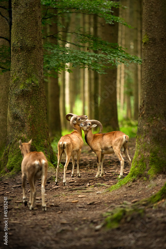 Mouflons in Forest © Andreas Krappweis