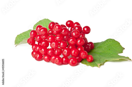 Viburnum berries with leaves isolated on white background