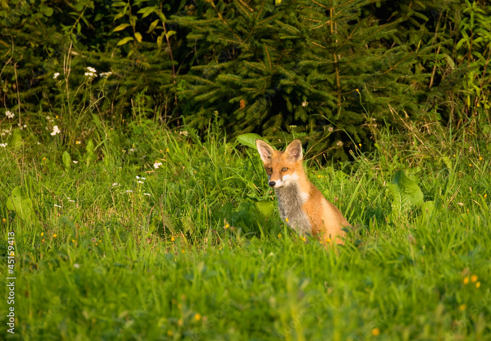Fox, red fox - Vulpes vulpes