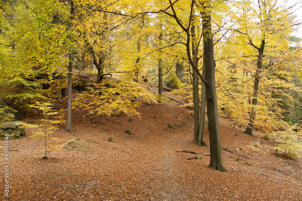 Obraz premium Autumn in forest