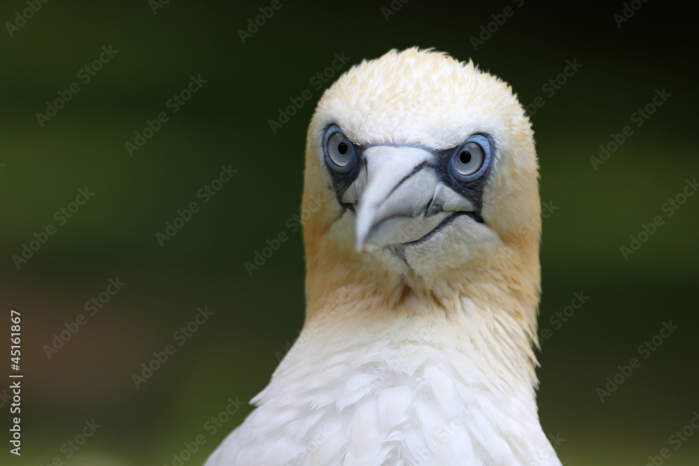 Fototapeta premium Basstölpelportrait