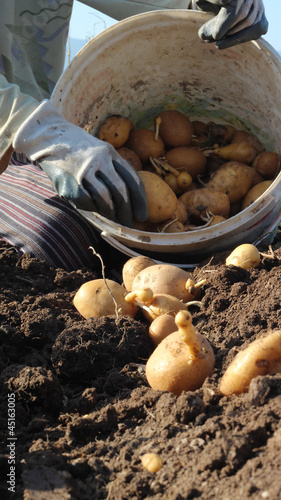 potato farm in the field