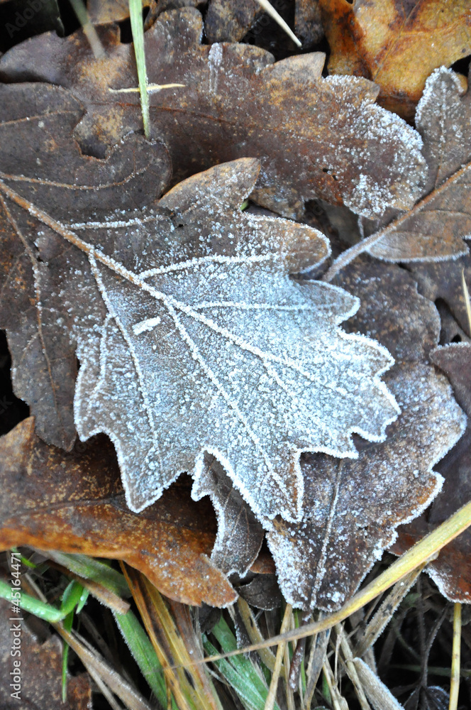 Herbstblatt im Frost Herbstblatt im Frost