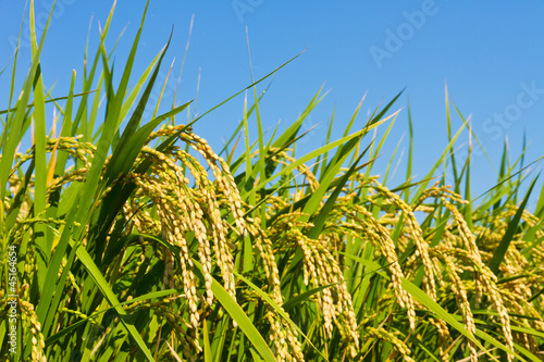 Ear of rice and the blue sky