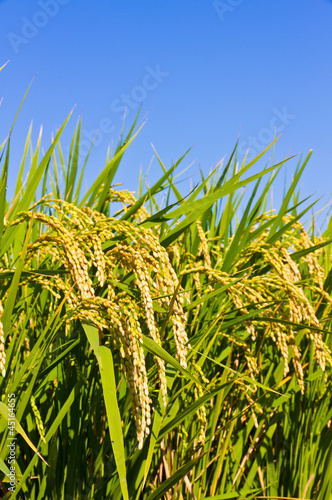 Ear of rice and the blue sky
