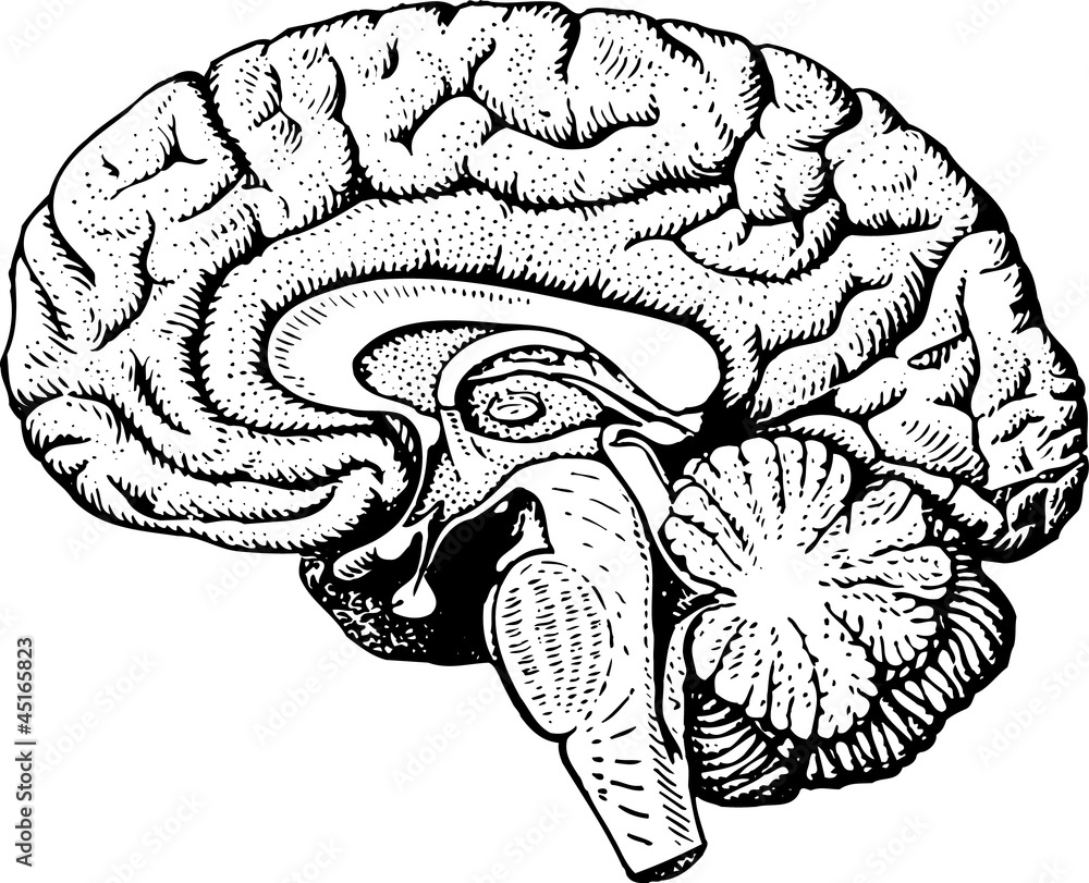 blank brain diagram inside