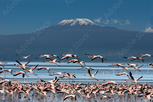 Uccelli con il Kilimangiaro photo