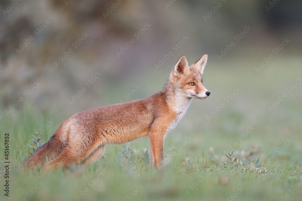 young red fox
