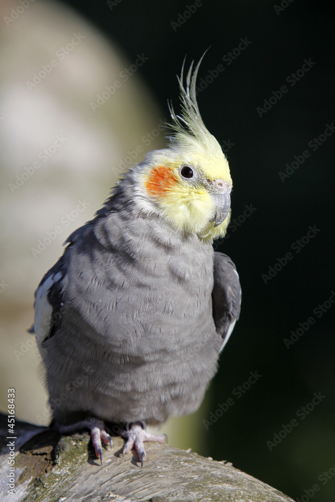 Fototapeta premium Grauer Nymphensittich