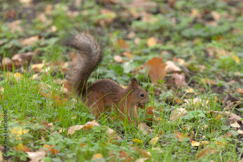 Foto the thrifty squirrel