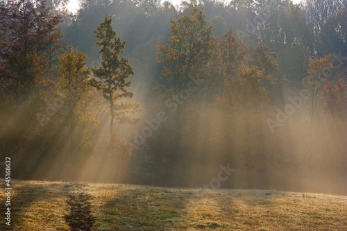 beautiful autumn trees  autumn Landscape.