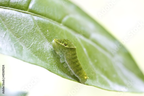 butterfly larva