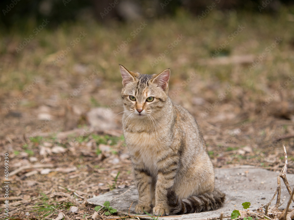 Kitten sitting