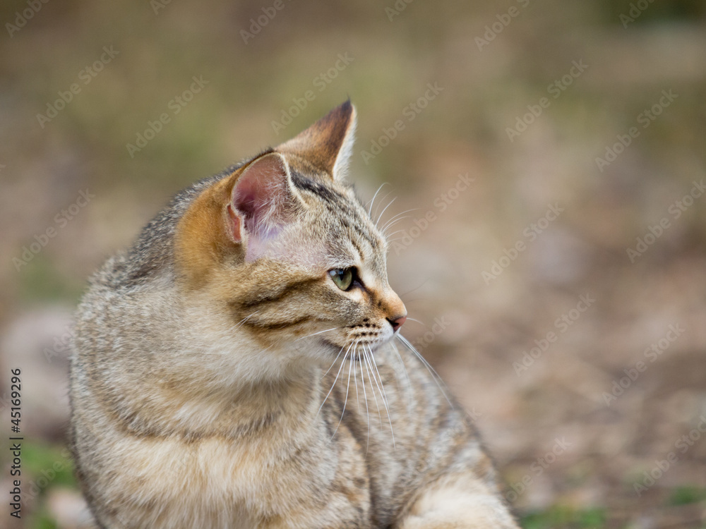 Obraz premium Profile of cat