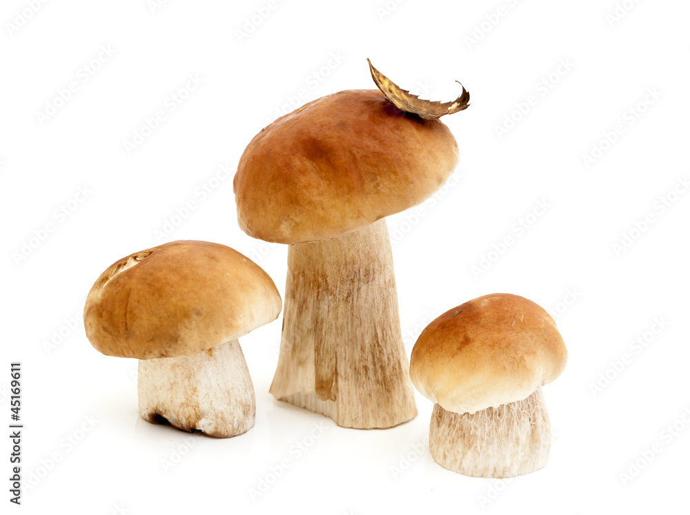 three Boletus Edulis mushroom isolated on white background