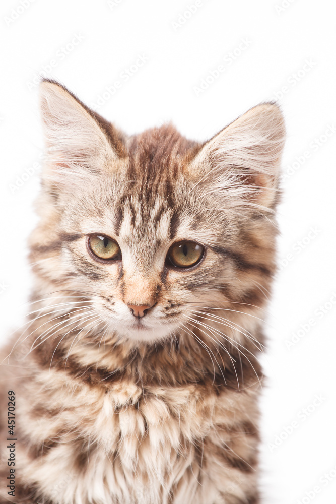little kitten little kitten