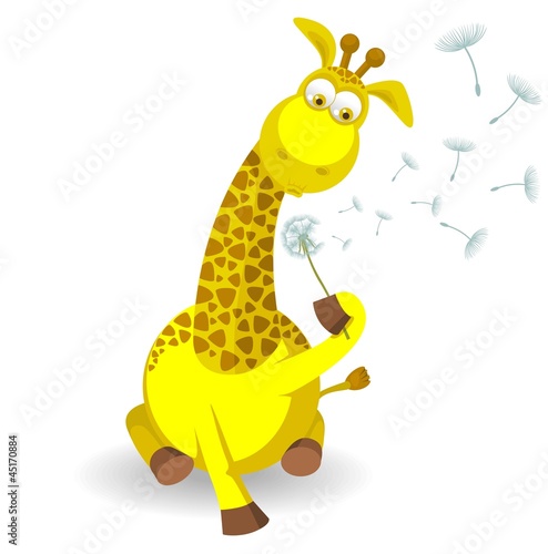 Жираф с одуванчиком,изолированныйна белом фоне
