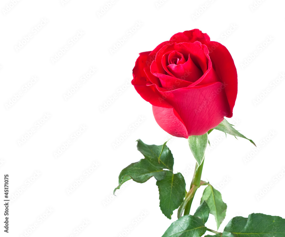 Fototapeta premium beautiful red rose isolated on white background