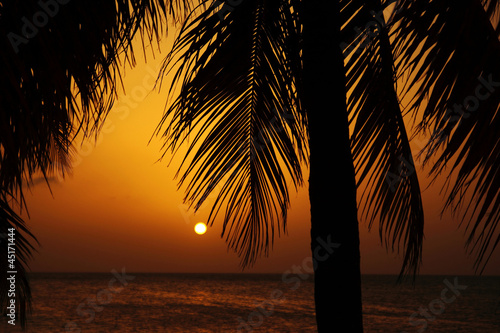Sunset behind palm trees © Jason Wells