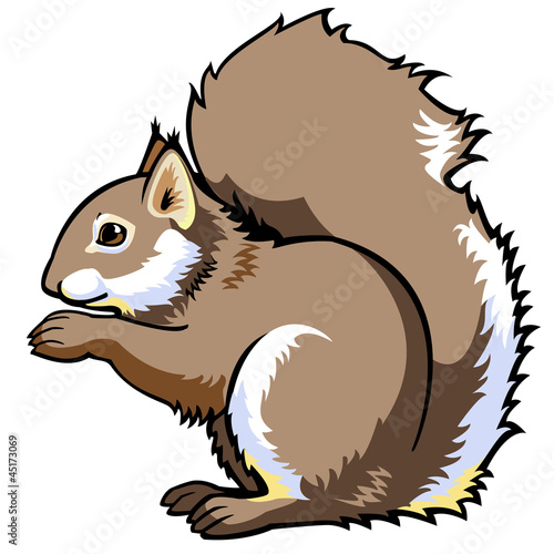 sitting squirrel on white