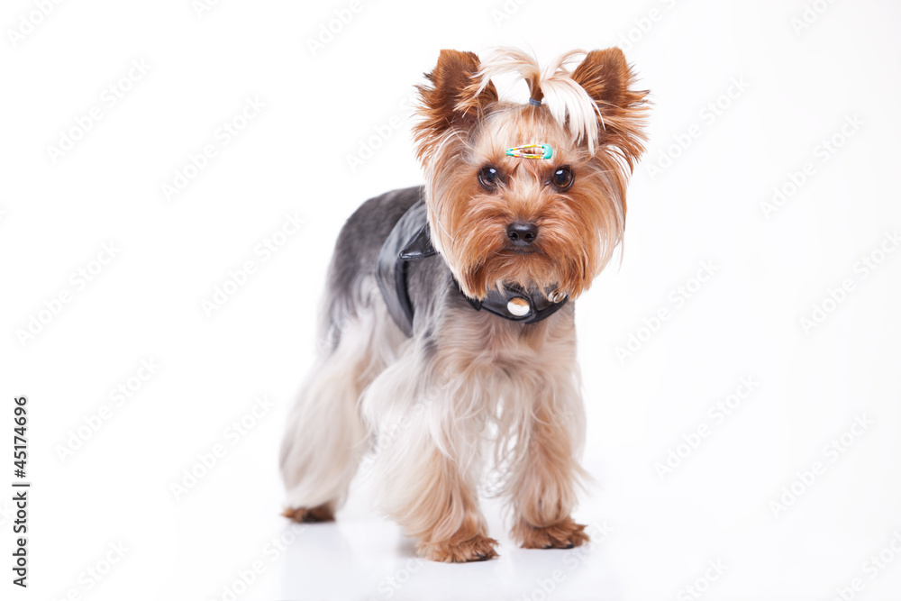 Yorkshire terrier looking at the camera on white background