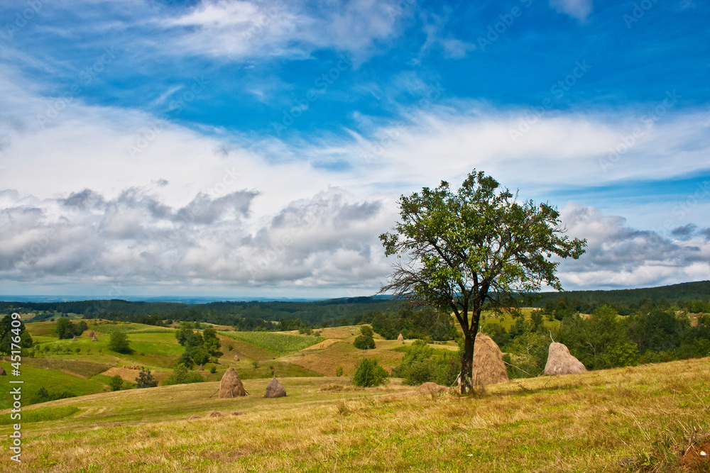 Rural landscape with haystacks and fruit tree in Romania