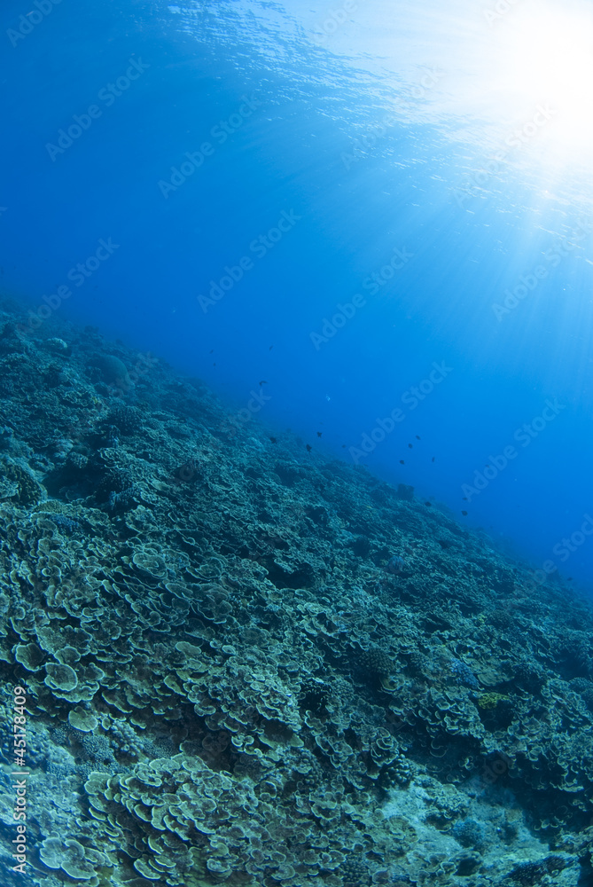 陽光のそそぐ海底の景色