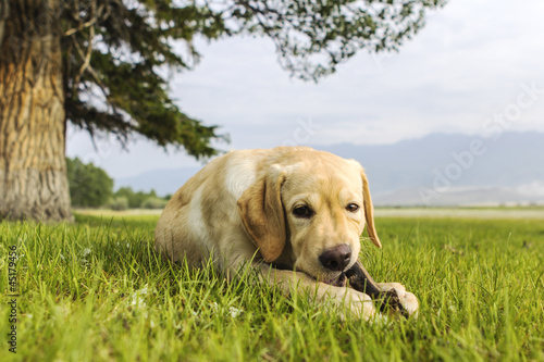 The beautiful puppy of retriever gnaws branch