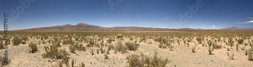 Argentine desert