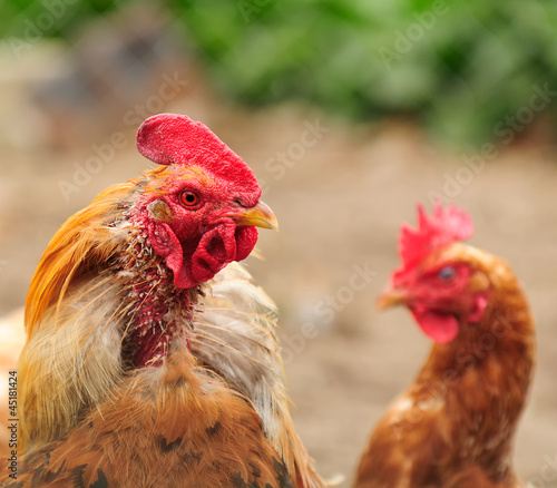 Plucked Rooster and Hen photo