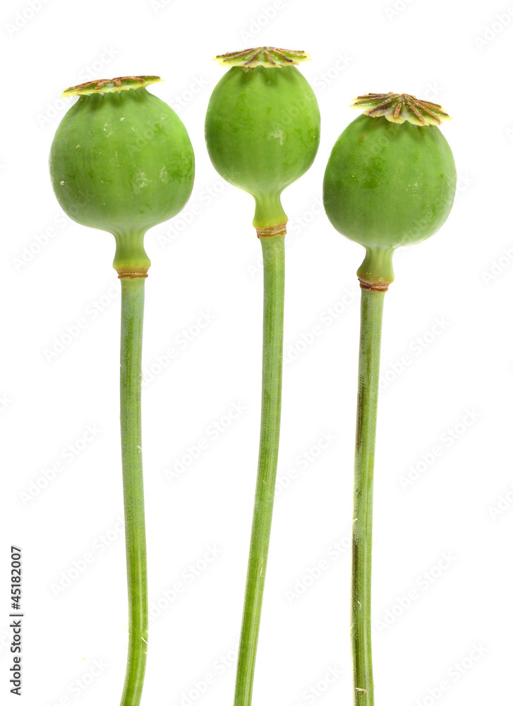 The Opium Poppy. - obrazy, fototapety, plakaty 