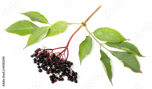 Sambucus nigra - Elderberry. Herbal remedy.