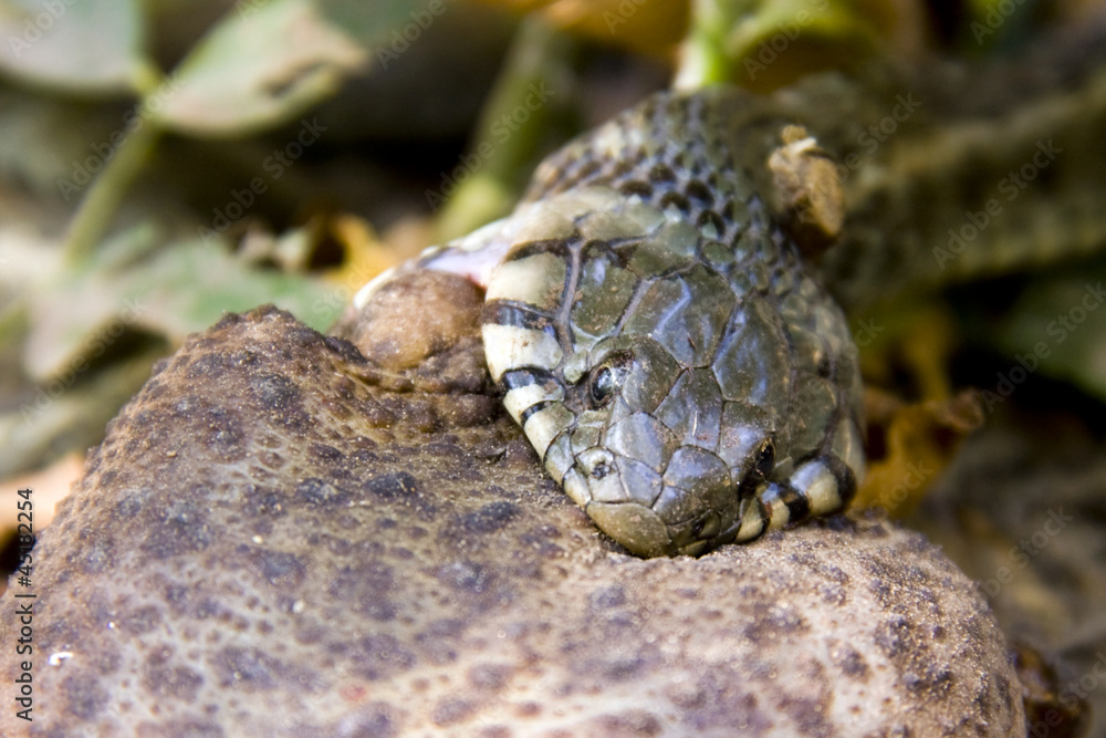 A grass snake (Natrix natrix) try to eat a too big toad A grass snake (Natrix natrix) try to eat a too big toad