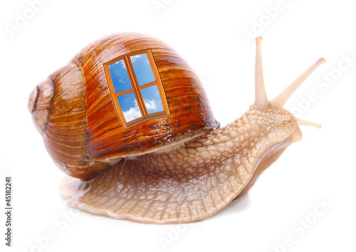 Funny snail with his mobil home.