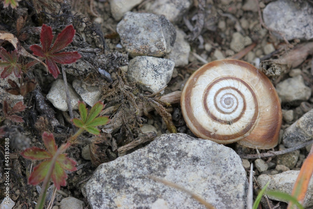 Westliche Heideschnecke am Dörnberg Westliche Heideschnecke am Dörnberg