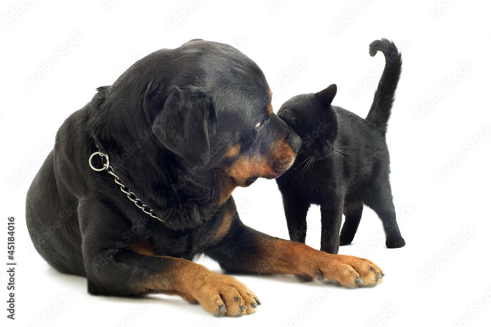Fototapeta premium rottweiler and cat
