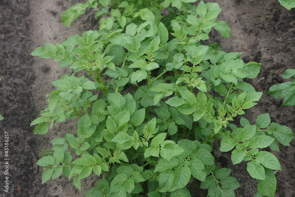 potato plant potato plant