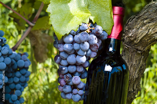 A bottle of red vine, grapes and vineyard