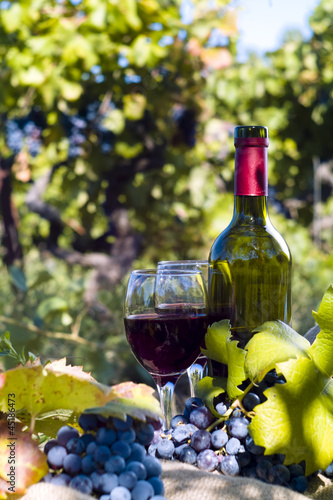 A bottle of red wine in the wineyard