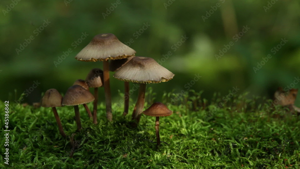 grouping of gold mushrooms on mossy fallen log grouping of gold mushrooms on mossy fallen log