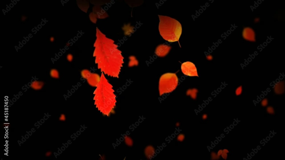 leaf fall on black background leaf fall on black background