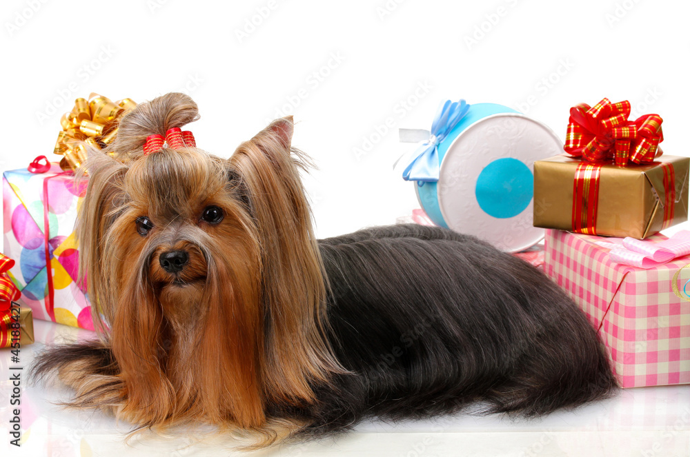 Beautiful yorkshire terrier surrounded by gifts isolated Beautiful yorkshire terrier surrounded by gifts isolated