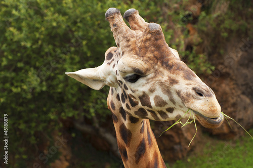 Photography nice portrait of a giraffe eating grass and looking intently