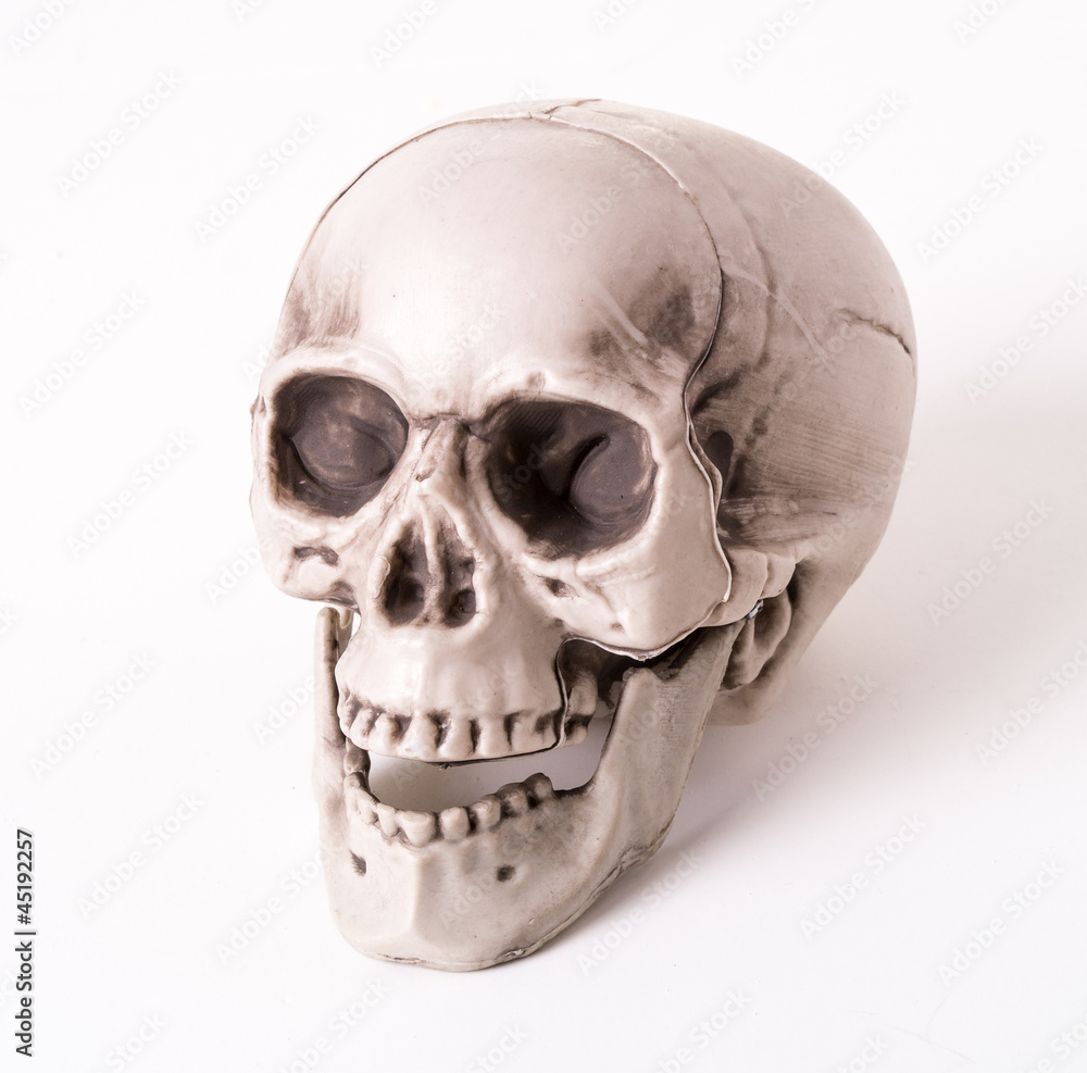 Halloween Skull Halloween Skull