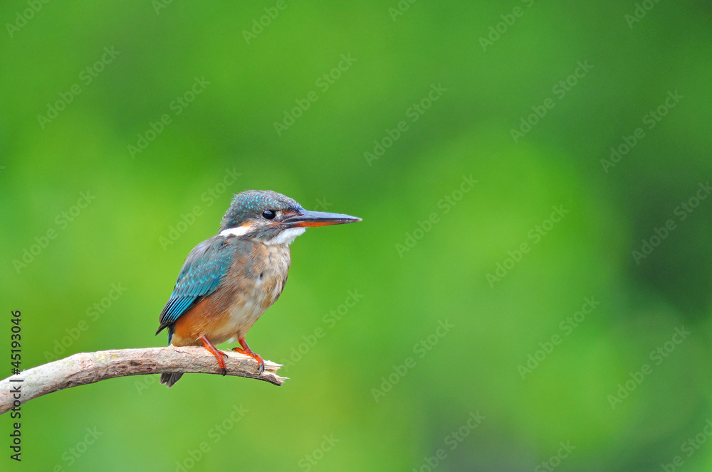 Obraz premium Kingfisher (Alcedo atthis)