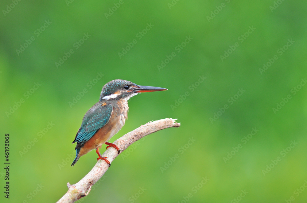 Kingfisher (Alcedo atthis) Kingfisher (Alcedo atthis)